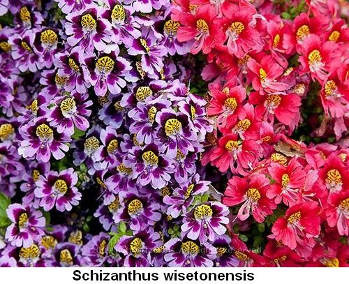 Schizanthus wisetonensis.jpg